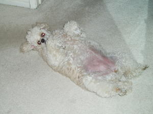 Dolly, Grandpa's spoiled dog.