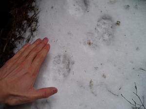 We found fresh bobcat prints in the snow