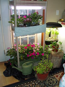 Our indoor garden to cheer us all winter.