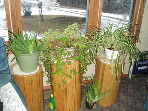 The plants in the living room.