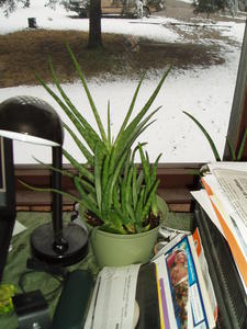 More plants on Kristina's desk.