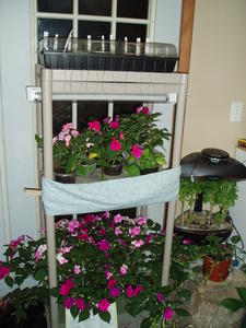 Our indoor greenhouse is growing and the flowers are so cheery! Tomato seeds and more flowers are planted on the top shelf.