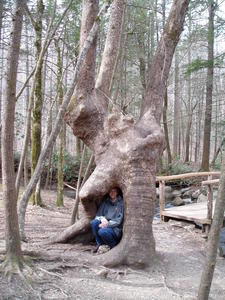 A hollow tree that Daniel climbed into along the trail.