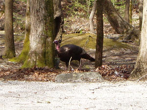 Our first animal spotted upon our arrival to Cade's Cove, was a pair of strange turkeys. They had beards hanging off the bottom of their neck!