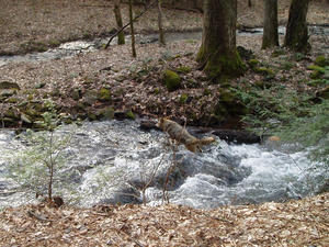A coyote crossed the road in front of us, and walked around for a while.