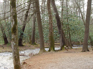 Later, when we were eating a picnic lunch at the park, the same coyote came walking up!
