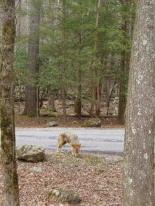 When I told him to go away, he ambled on down the road. After our picnic, we headed back home. It was a wonderful trip--just what we needed! :D
