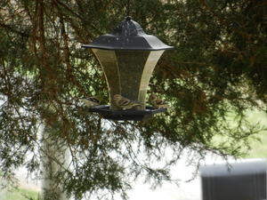 Our camera broke during our anniversary trip to the Smokies (nice........), so we ended the trip by stopping at Best Buy to find a replacement. Our new one takes better pictures, does video, and has a nice zoom. Now you get to see pictures of birds at our feeder!