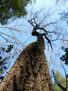 Talk about a crooked tree!