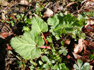 Our Rhubarb starting to sprout.