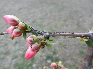 You know its spring when the tent caterpillars come out.