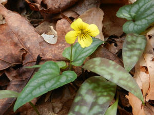 Wood violets
