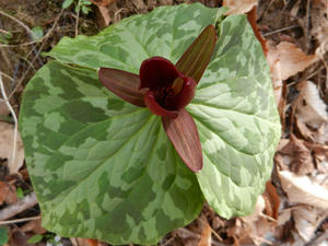 An open trillium!