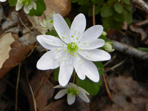 Rue Anemone