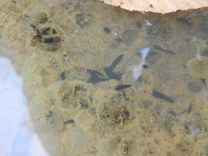 Tadpoles we saw in a puddle along the trail.
