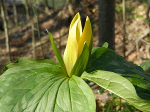 A yellow trillium