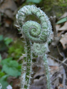 Fiddleheads...