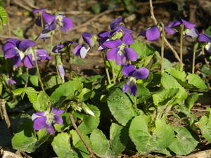 Wood Violets.