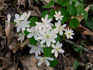 More Rue Anemone