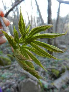 Budding leaves.