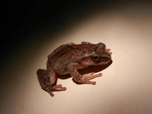 The spring peepers are out! We love to hear their singing at night.