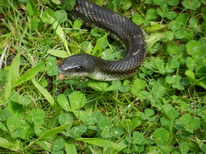 Our black snake still lives under the house and has finally made his appearance this spring! Nice to know he's still around to kill all the mice, rattlesnakes, and copperheads. :)