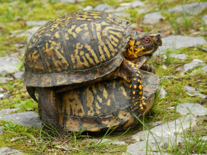 Guess who walked up our driveway this morning?