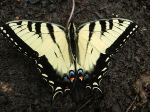 The butterflies like the garden too!