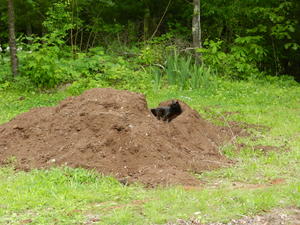 Claws has decided that the sawdust pile makes a perfect bed... as well as a playground (depending on what mood she's in)