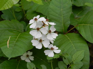 Blackberry winter is in full swing... here's the proof!