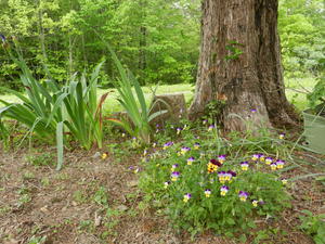 The johnny-jump-ups are really enjoying the flowerbed.