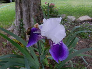 The iris' are blooming!