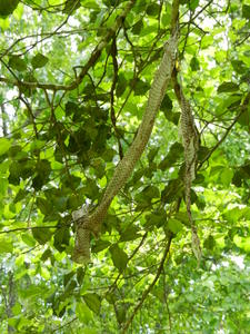 Our "pet" black snake (the one who lives under our house) shed his skin in the tree outside our bedroom window.