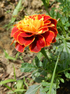 Busy Bee landing on a marigold