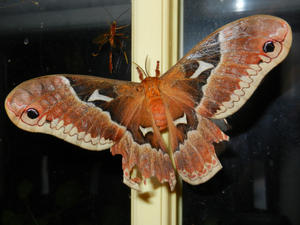 A very large moth on our back door one evening.