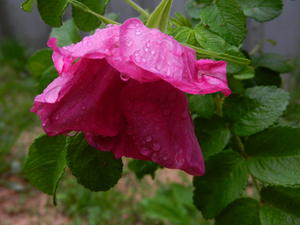 Guess what! Those little twigs of wild roses that we planted last month....... are blooming! :D