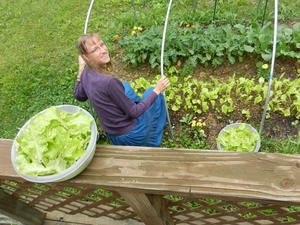 Kristina picking several gallons of lettuce from our little patch. God has really blessed it!