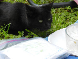 Claws stretching as close to the bowl as she can, while her nose twitches excitedly. Poor cat, she didn't get any...