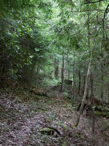 Hiking through the woods: destination, Thunderstruck Shoals.