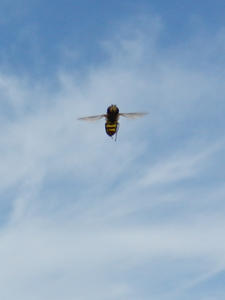 The bee was quite curious about the camera.