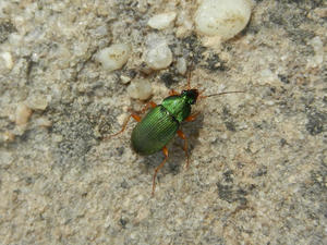 A very tiny green beetle also caught Daniel's eye...