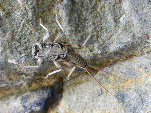 While Kristina found an empty dragonfly larvae shell 