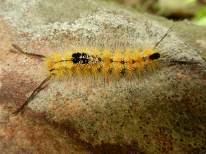 and this strange-looking caterpillar