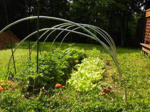 The garden is still growing nicely! We haven't had to buy any lettuce or greens for over a month now! :) 