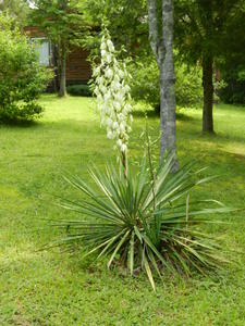 Yucca plant blooming in our front yard.