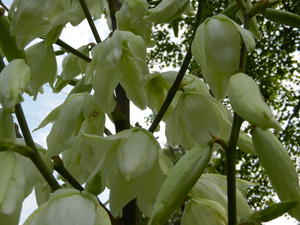 Yucca flowers are so pretty!