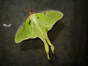 Luna moth on our bedroom window