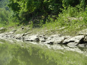 A bird we saw along the shore.