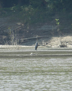 We saw lots of great blue heron.