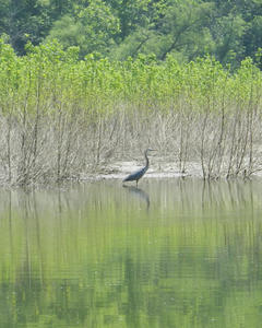 Another great blue heron.